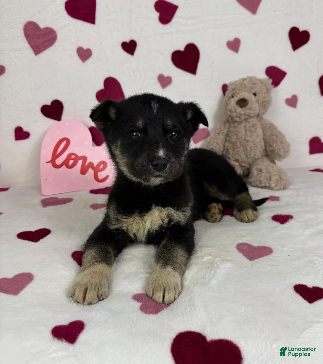 Mixed Breed dogs for sale: Charlie - Ad 4