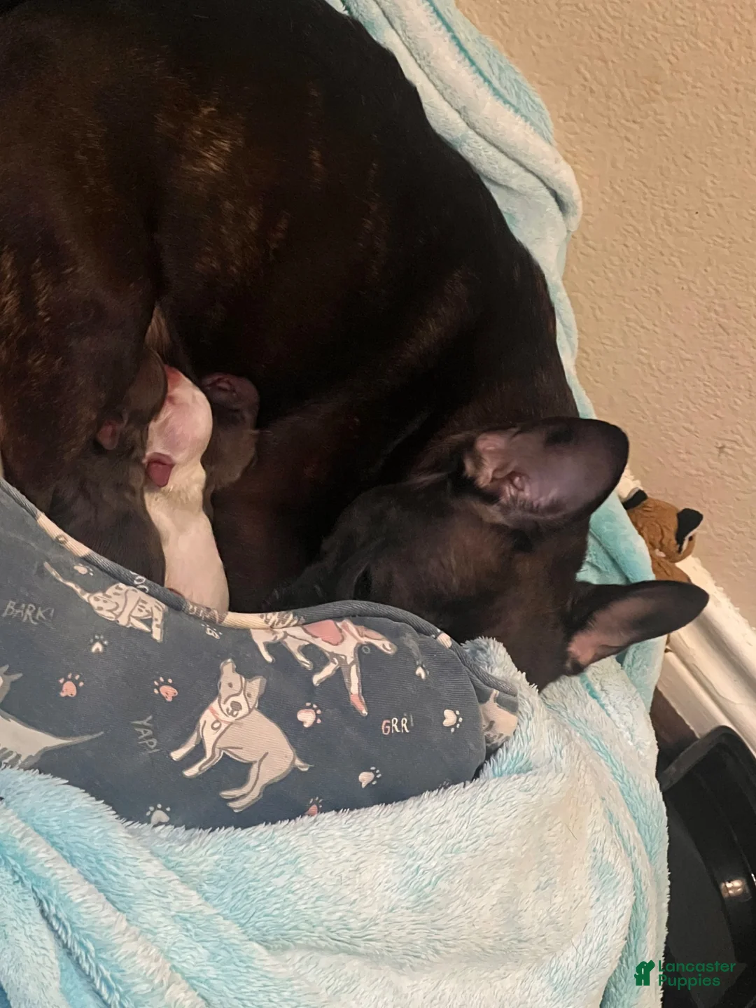 French Bulldog dogs for sale: French Bulldog 5 - Ad 2