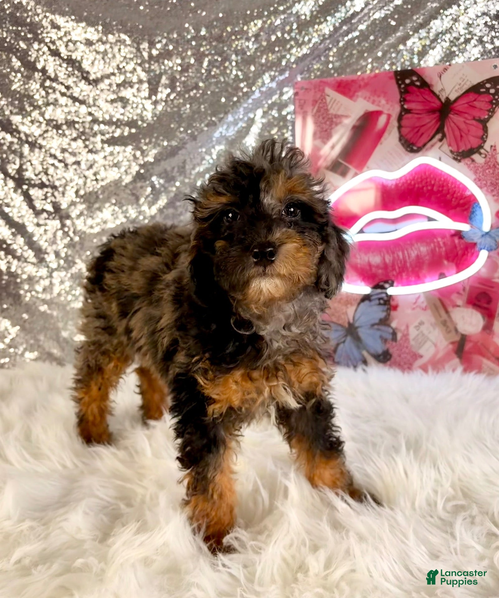 Bernedoodle dogs SoLo - Ad 36