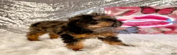 Bernedoodle dogs for sale: SoLo - Ad 1
