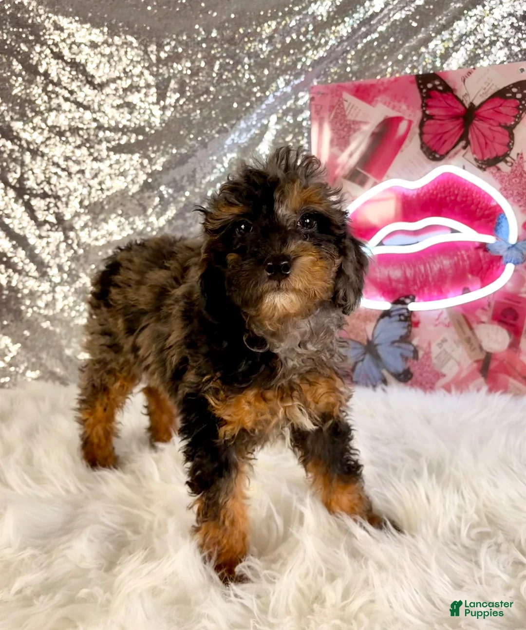 Bernedoodle dogs for sale: SoLo - Ad 1