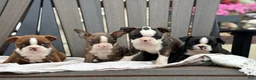 Boston Terrier dogs for sale: Keeth - Ad 21