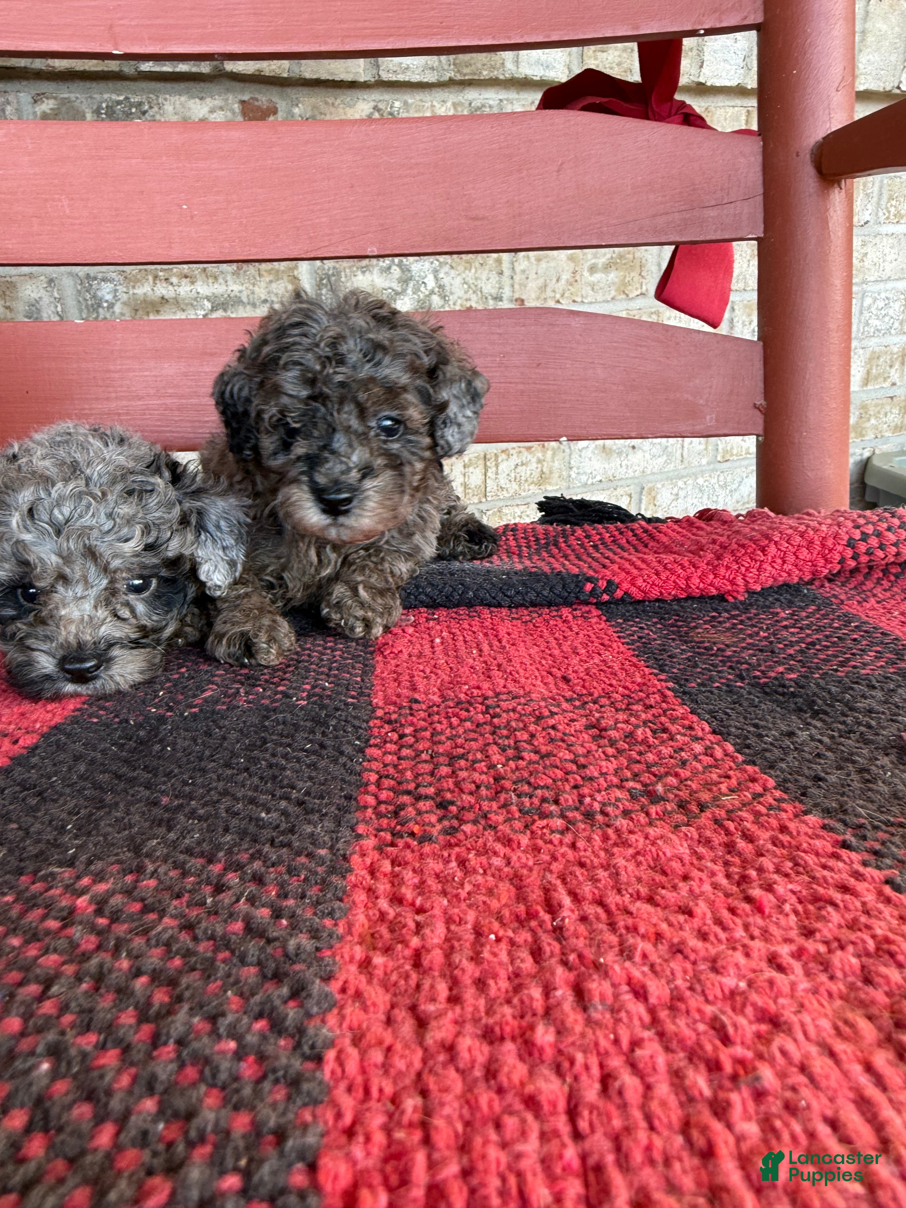 Moose (Aussiedoodle Miniature, Male) in Scottsville, KY
