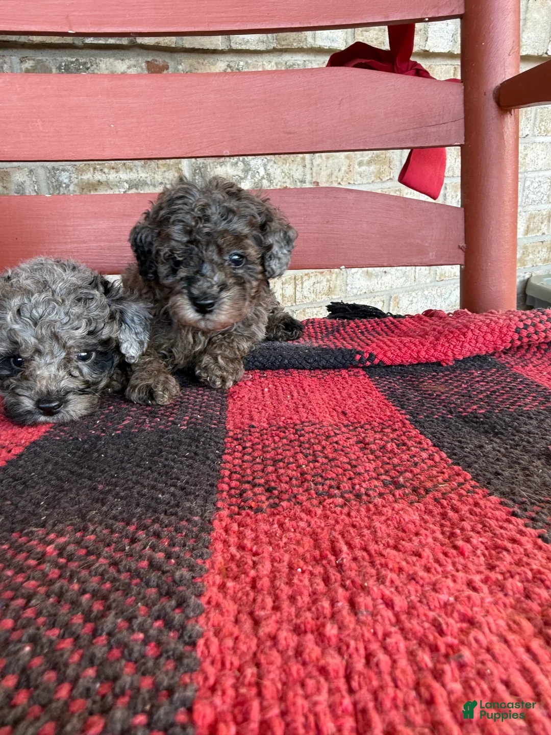 Mini Aussiedoodle dogs for sale: Moose - Ad 1