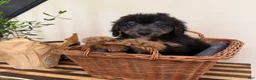 Mini Goldendoodle dogs for sale: BUDDY - Ad 5