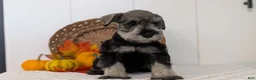 Miniature Schnauzer dogs for sale: Ziggy - Ad 6