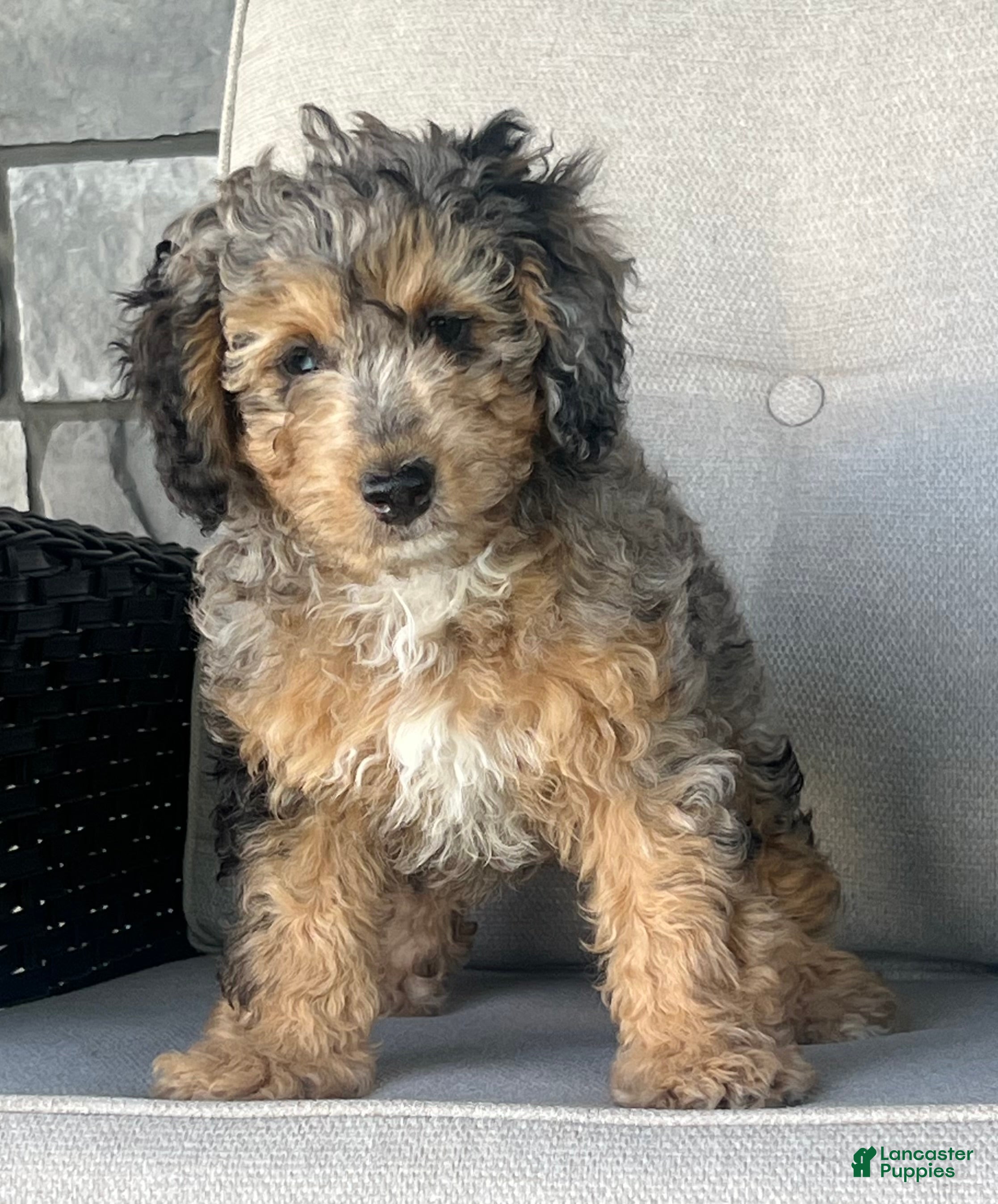 Mini Goldendoodle dogs Maple Mini Goldendoodle Puppy  - Ad 1