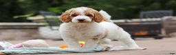 Standard Poodle dogs for sale: Blossom - Ad 7