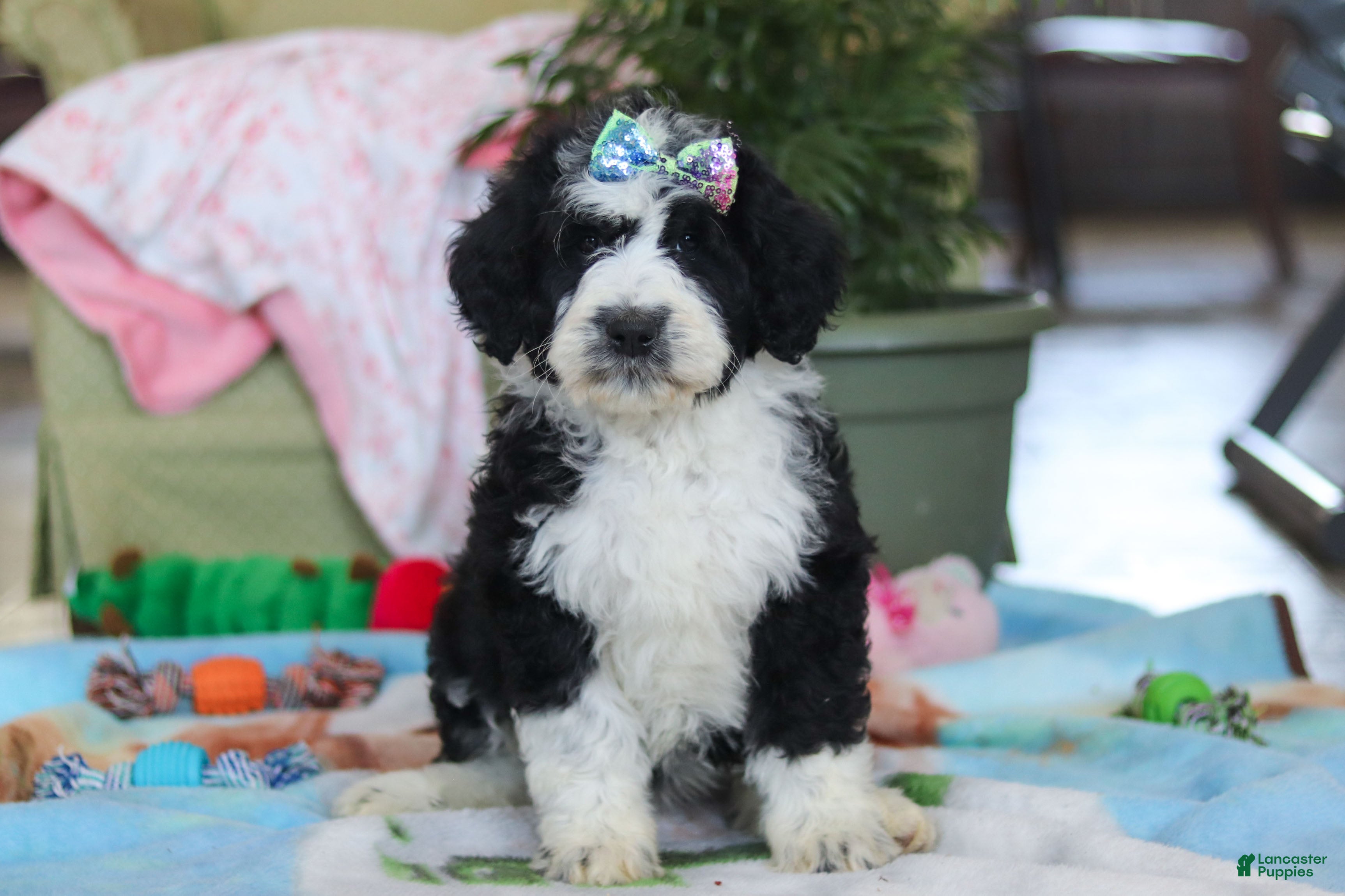 Bernedoodle dogs Nova - Ad 36