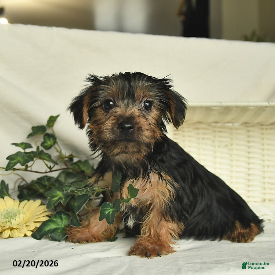 Yorkshire Terrier dogs River  - Ad 2