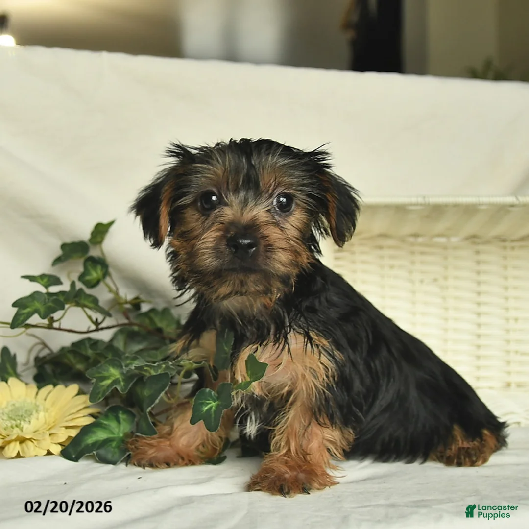 Yorkshire Terrier dogs for sale: River  - Ad 2
