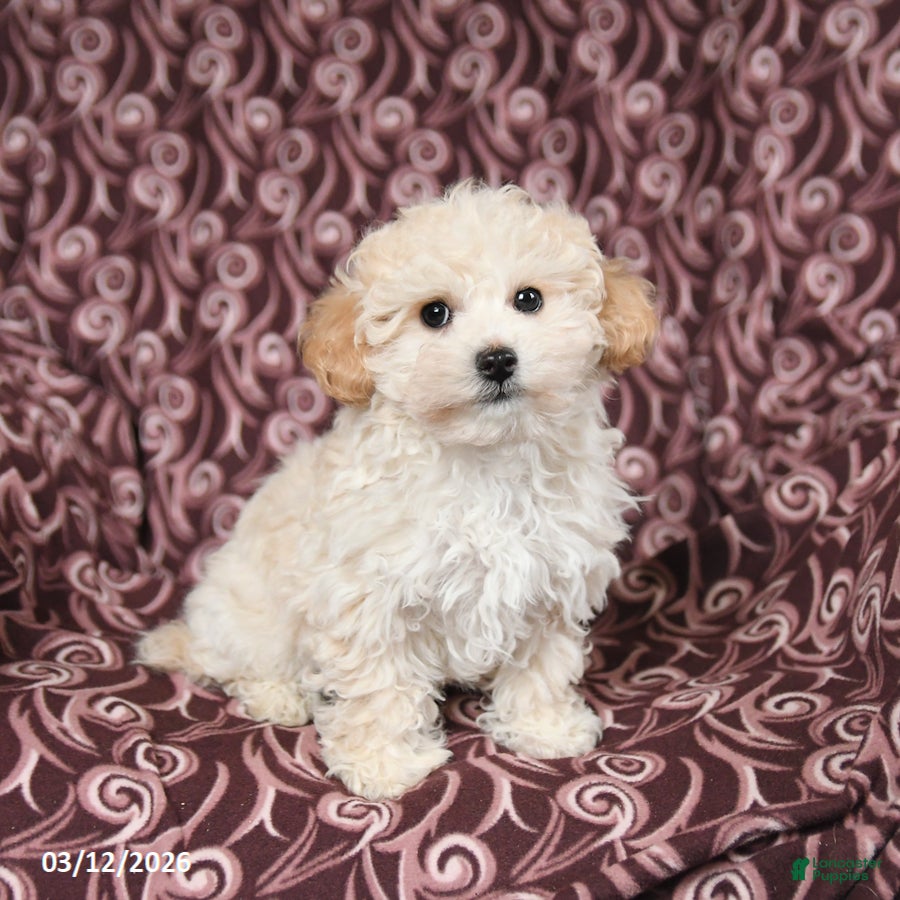 Maltipoo dogs Jasper - Ad 2