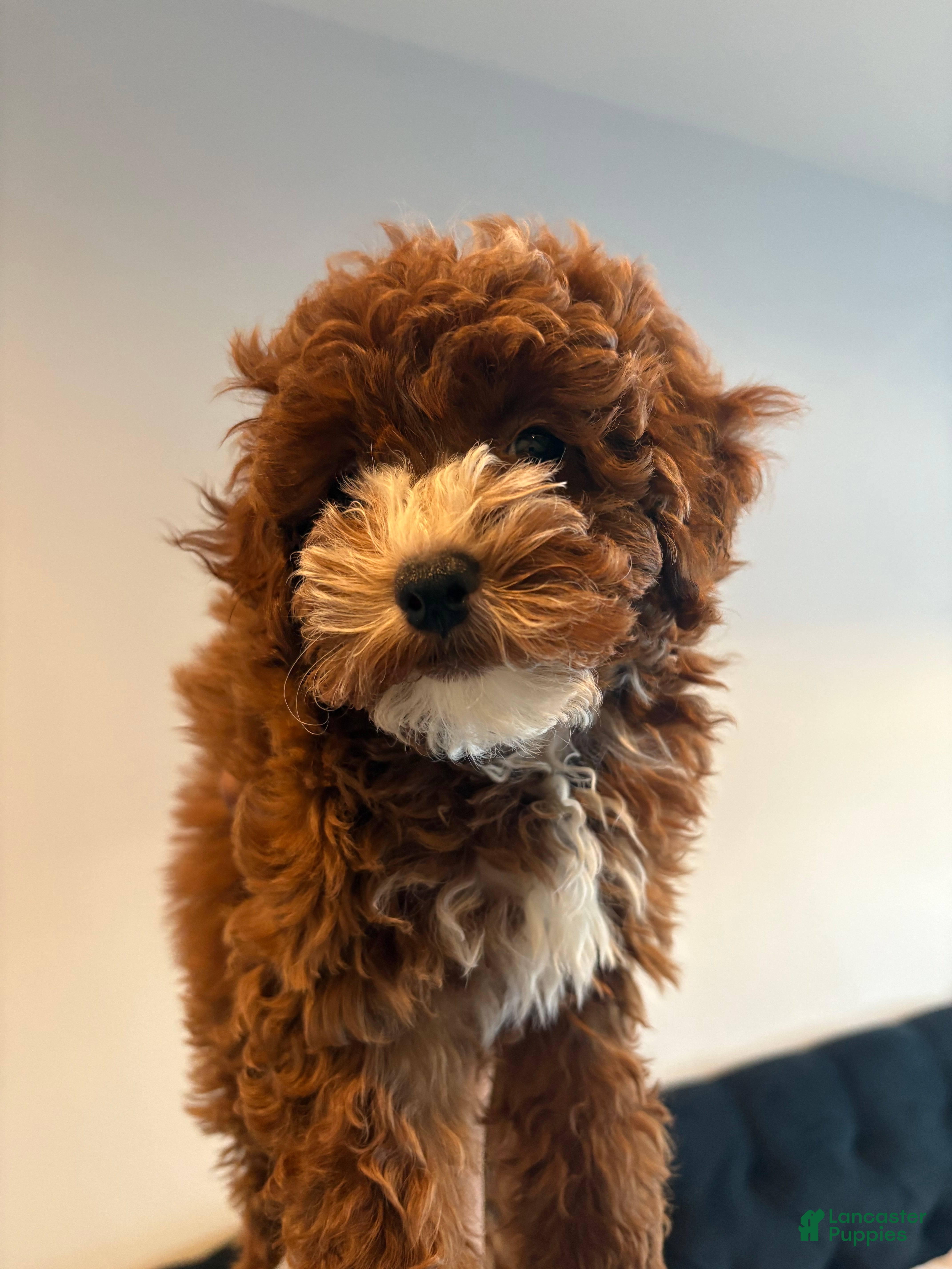 Mixed Breed dogs BLUSH - Ad 2