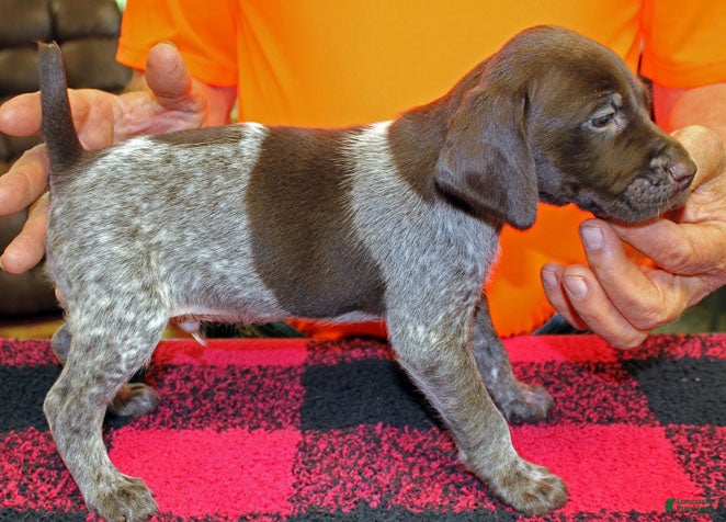 German Shorthaired Pointer dogs German Shorthaired Pointer Puppy 1 - Ad 1