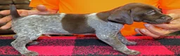 German Shorthaired Pointer dogs for sale: German Shorthaired Pointer Puppy 1 - Ad 1