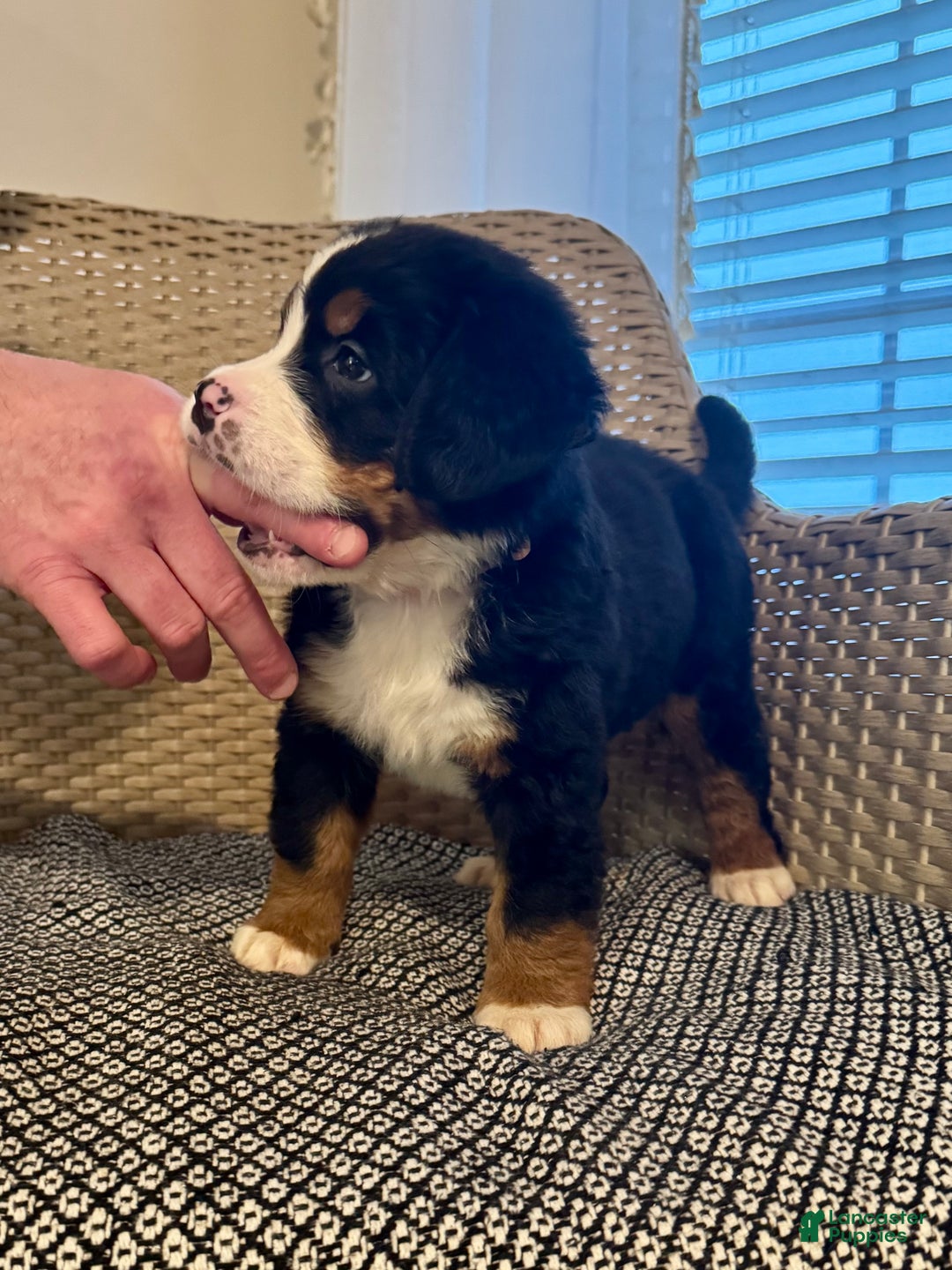 Bernese Mountain Dog dogs for sale: Rosie - Ad 4