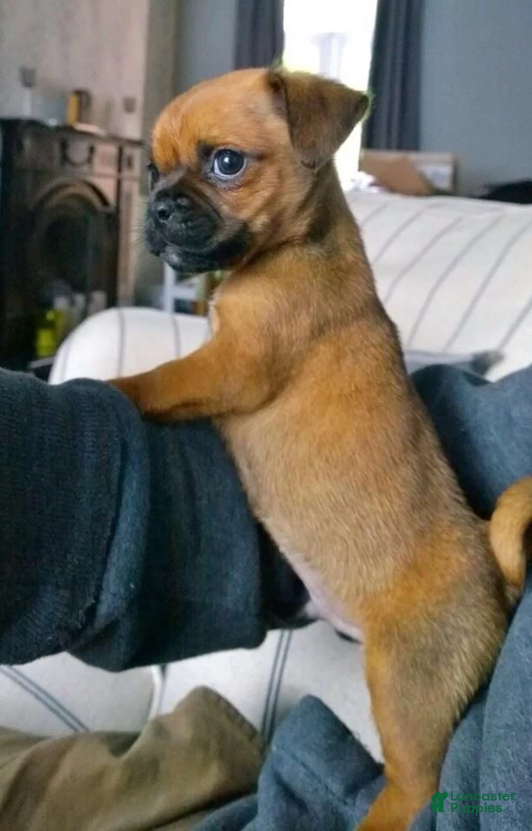 Mixed Breed dogs for sale: Mixed Breed Puppy 1 - Ad 2