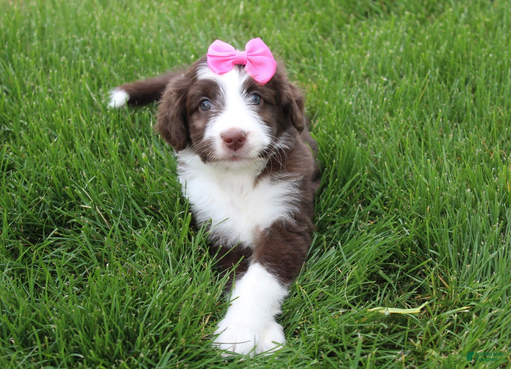 Mini Aussiedoodle dogs Cassie - Ad 1