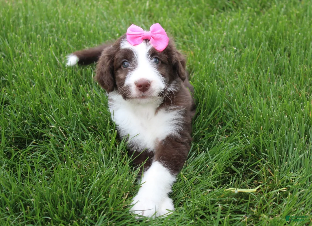 Mini Aussiedoodle dogs for sale: Cassie - Ad 2