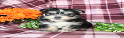 Morkie dogs for sale: Snuggles - Ad 1