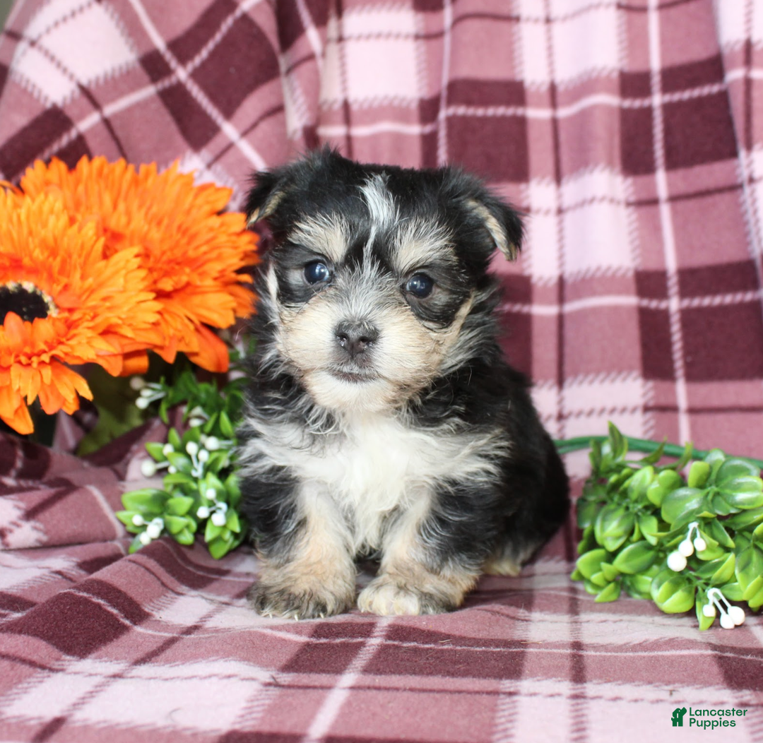 Morkie dogs for sale: Snuggles - Ad 1