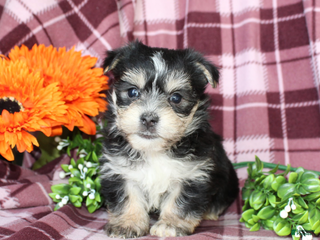 Morkie dogs Snuggles - Ad 37
