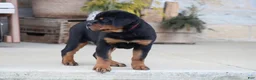 Rottweiler dogs for sale: Holly - Ad 4