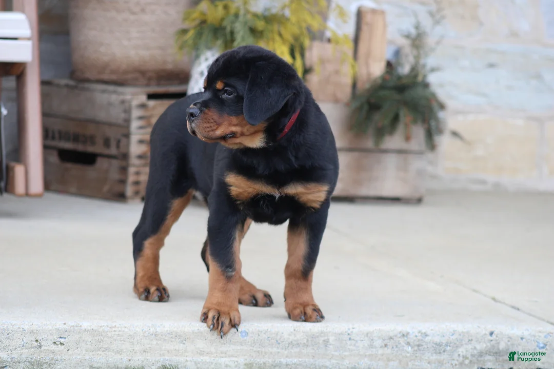 Rottweiler dogs for sale: Holly - Ad 4
