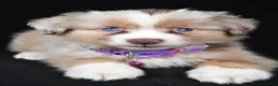 Miniature Australian Shepherd dogs for sale: Diana - Ad 3