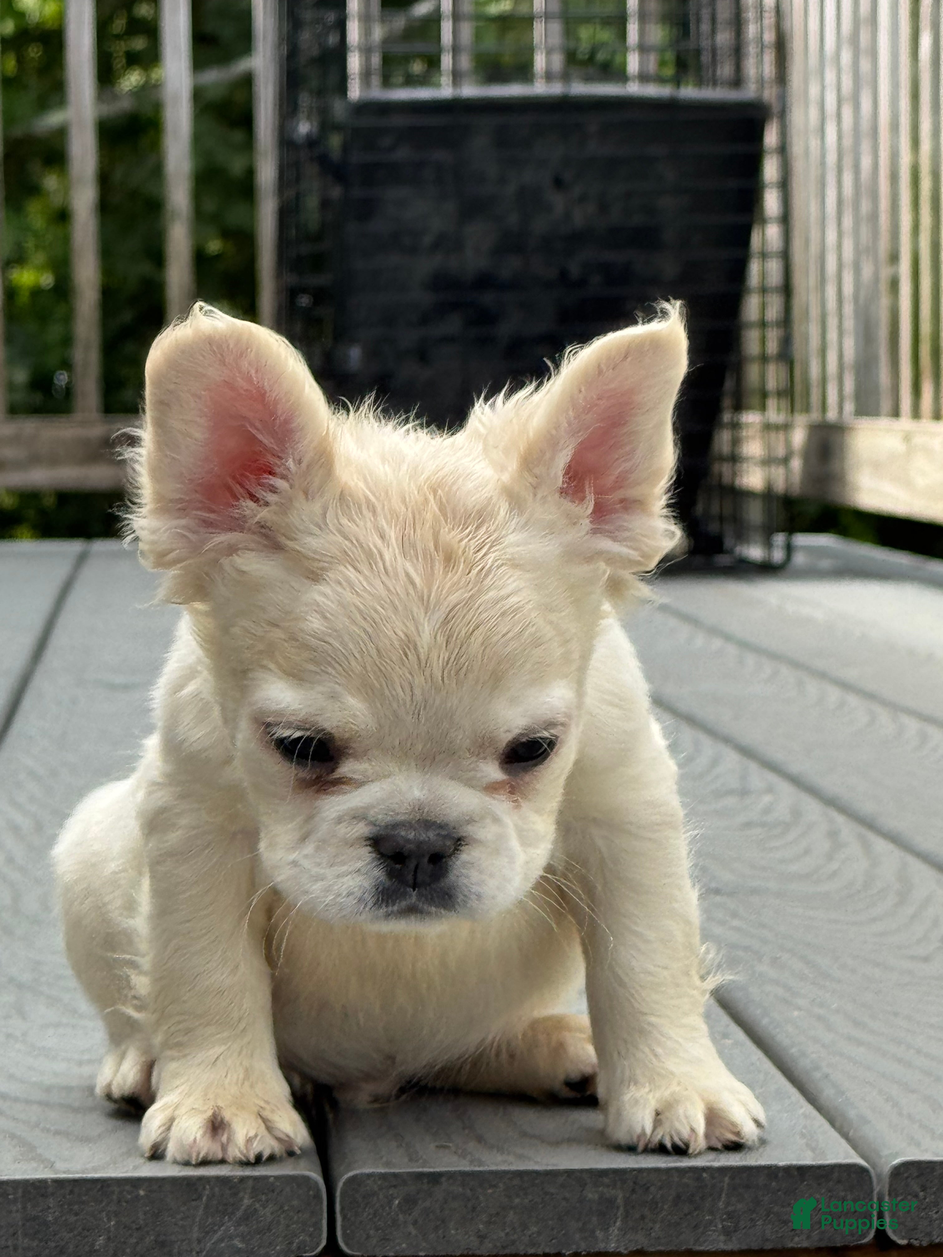 French Bulldog dogs French Bulldog 2 - Ad 6