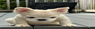 French Bulldog 2