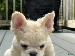 French Bulldog dogs French Bulldog 2 - Ad 6