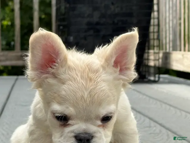 French Bulldog dogs French Bulldog 2 - Ad 22