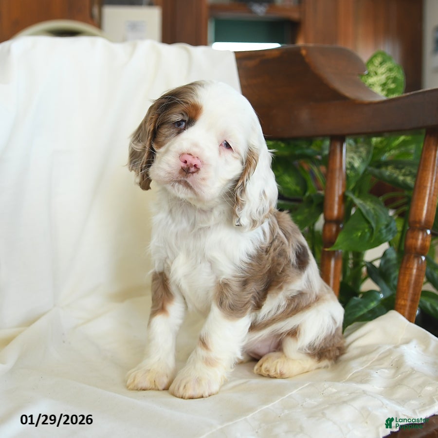 English Cocker Spaniel dogs Clover - Ad 7