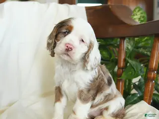 English Cocker Spaniel dogs Clover - Ad 7