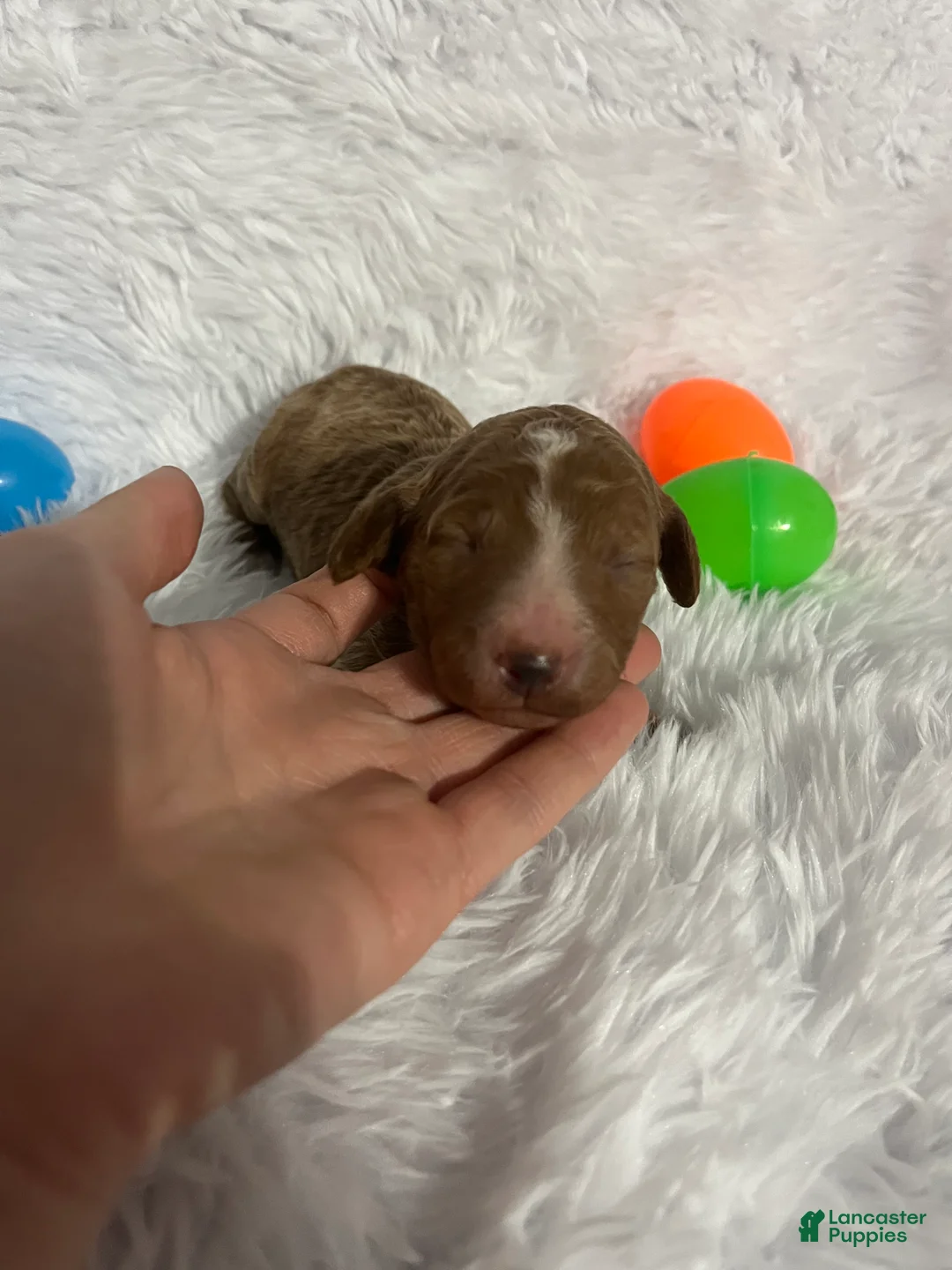 Goldendoodle dogs for sale: Goldendoodle Puppy 2 - Ad 2