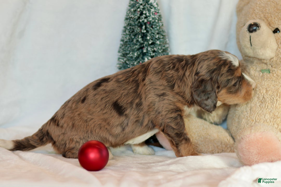 Bernedoodle dogs for sale: Noelle  - Ad 11