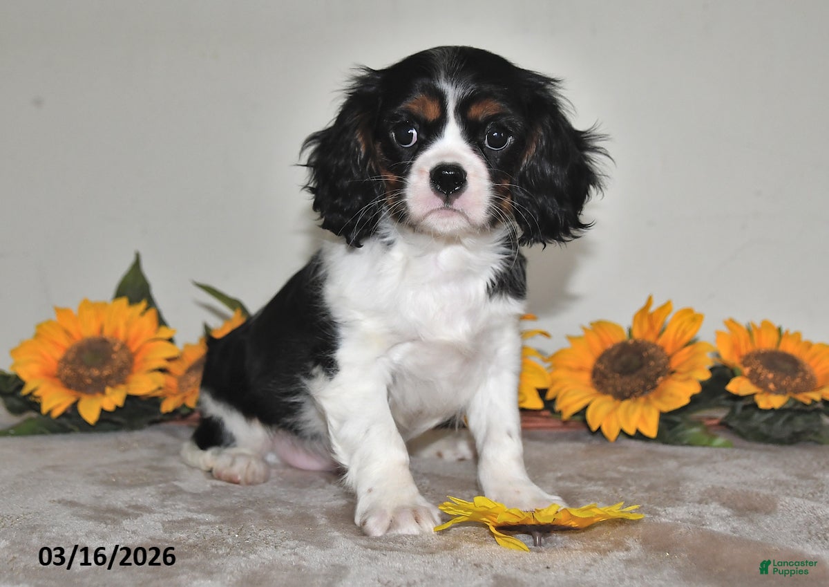 Cavalier King Charles Spaniel dogs Freddie - Ad 1