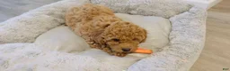 Toy Poodle dogs for sale: po - Ad 4