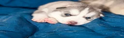 Siberian Husky dogs for sale: Chonkers - Ad 5