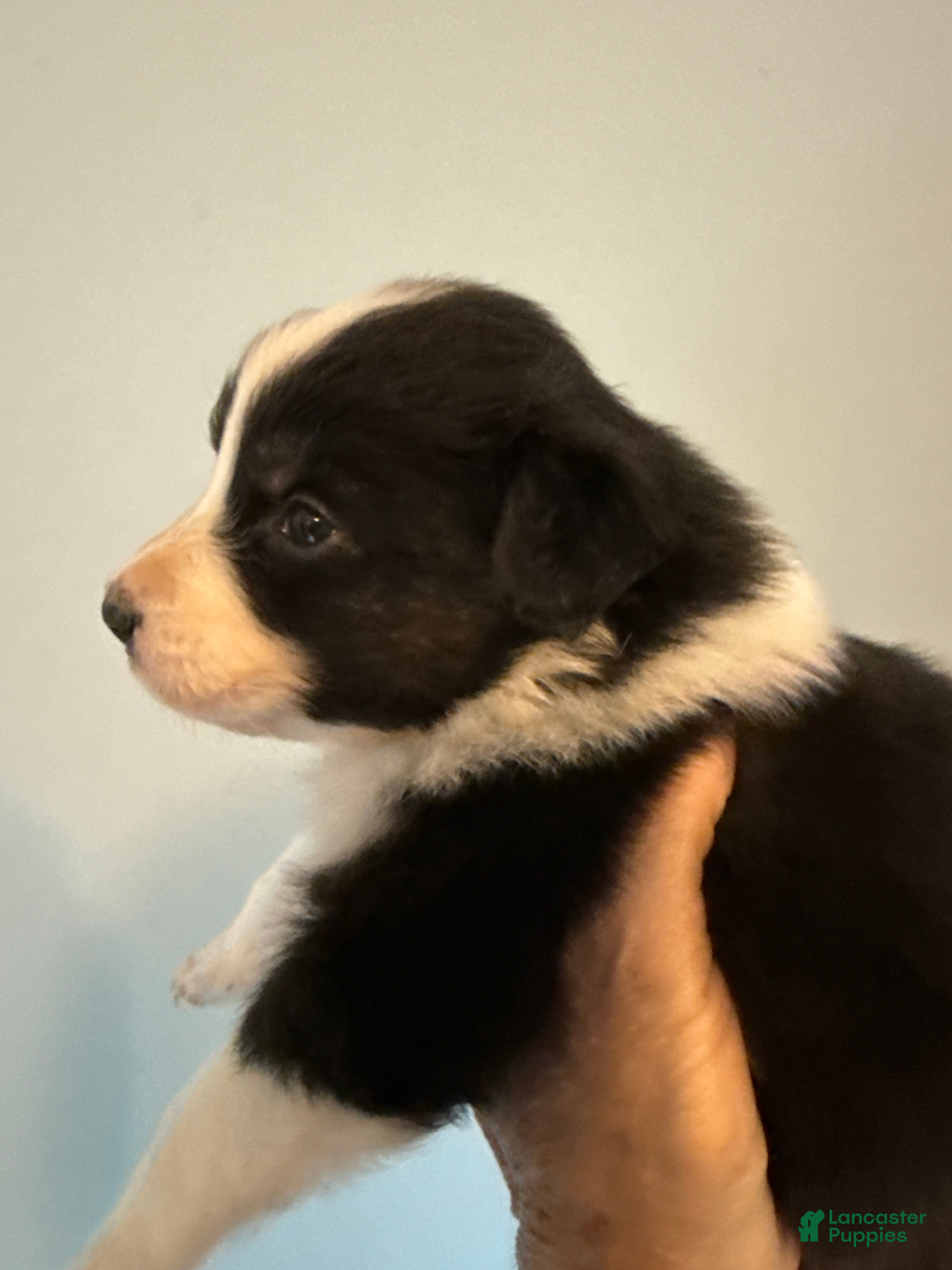 Australian Shepherd dogs Australian Shepherd Puppy 1 - Ad 25