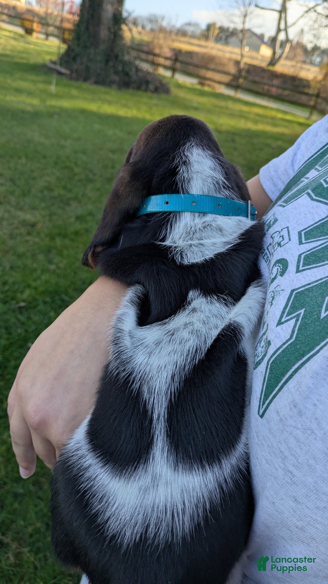 Basset Hound dogs for sale: Sondra - Ad 5