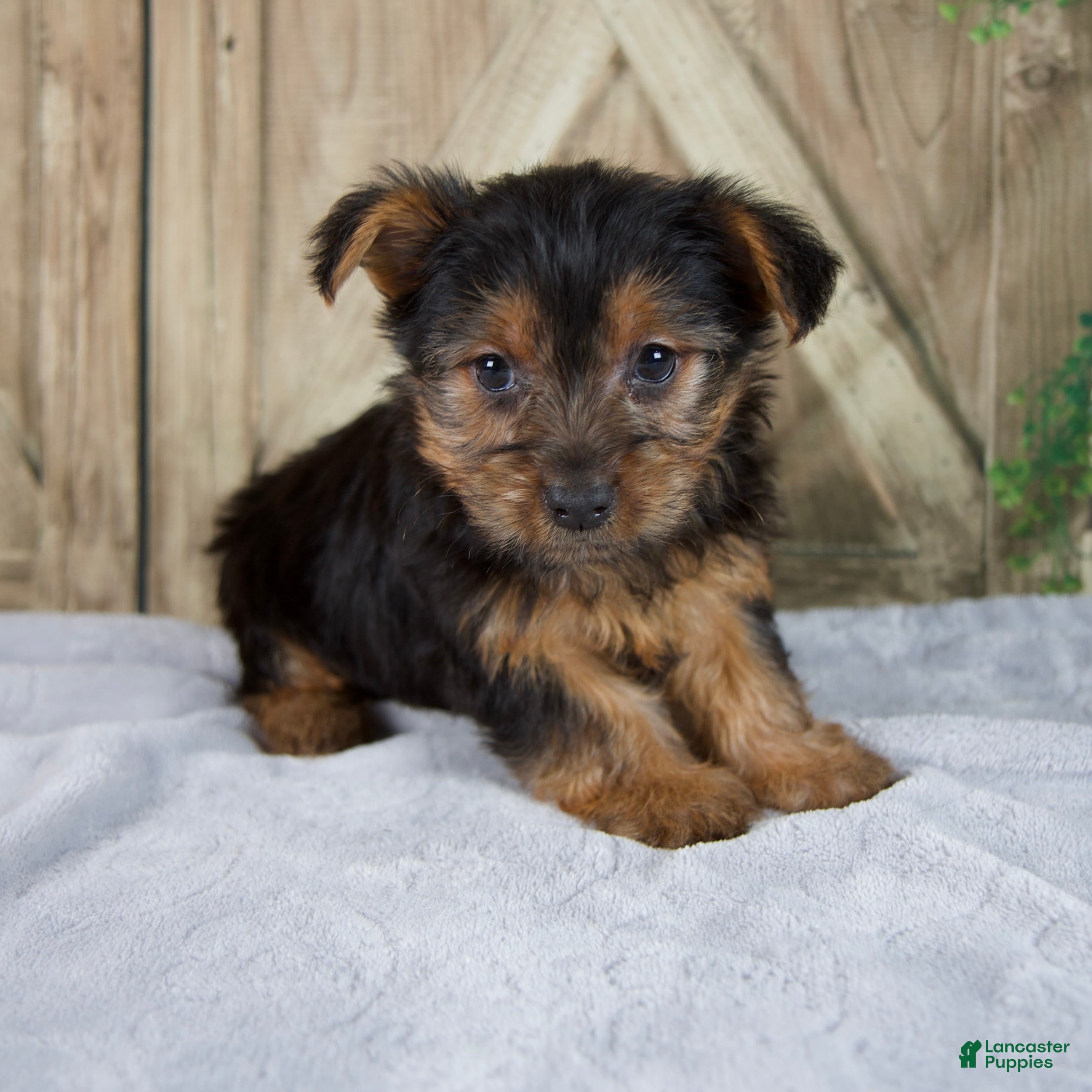 Yorkshire Terrier dogs Faith - Ad 1
