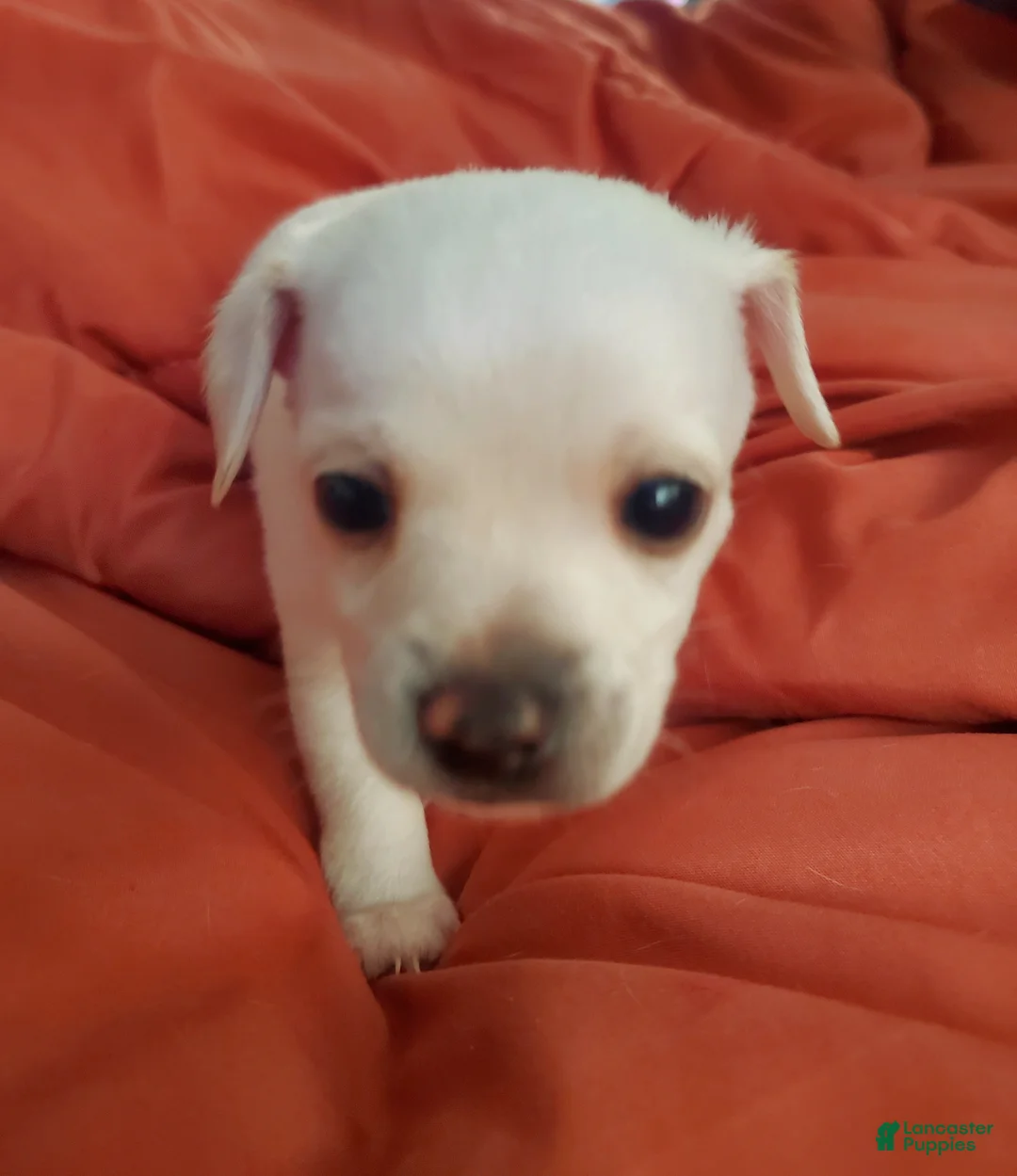 Chiweenie dogs for sale: Chiweenie Puppy 6 - Ad 1