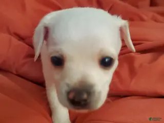 Chiweenie dogs Chiweenie Puppy 6 - Ad 6