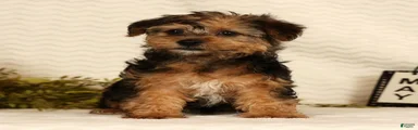 Dolly