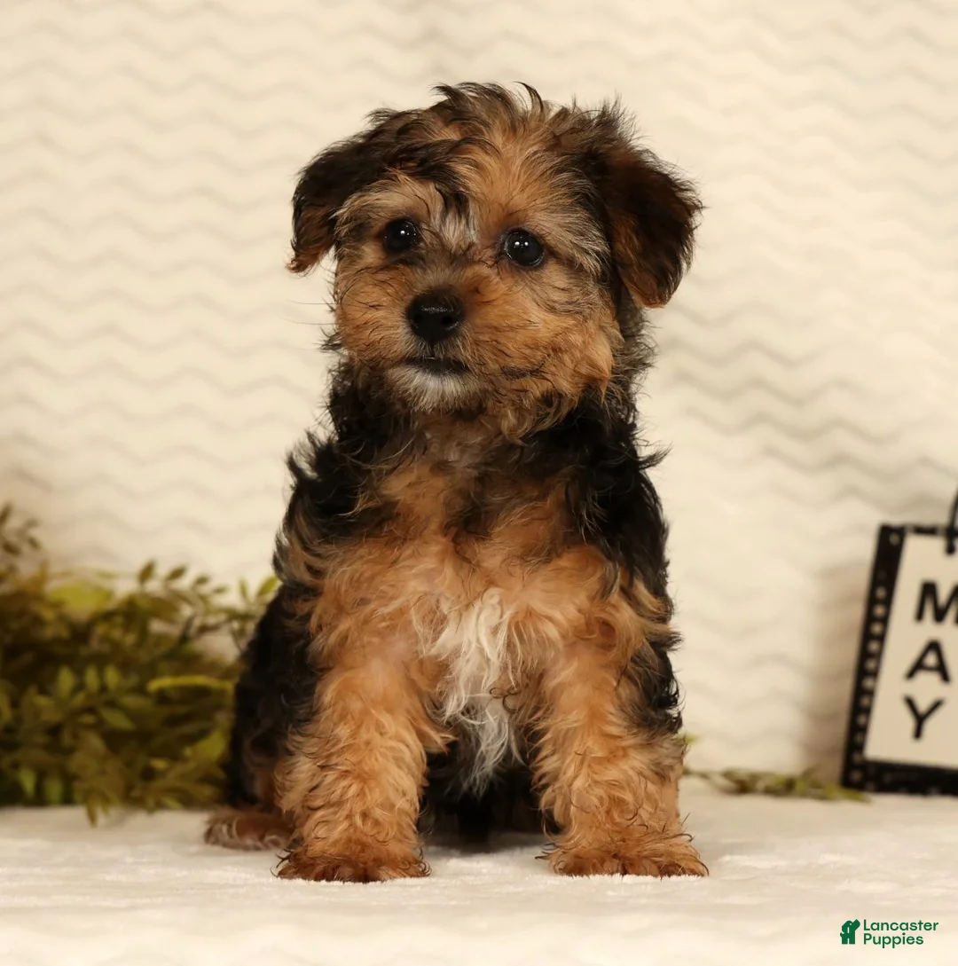 Yorkiepoo dogs for sale: Dolly - Ad 1