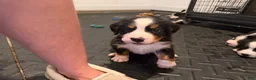 Bernese Mountain Dog dogs for sale: CamoGreen - Ad 25