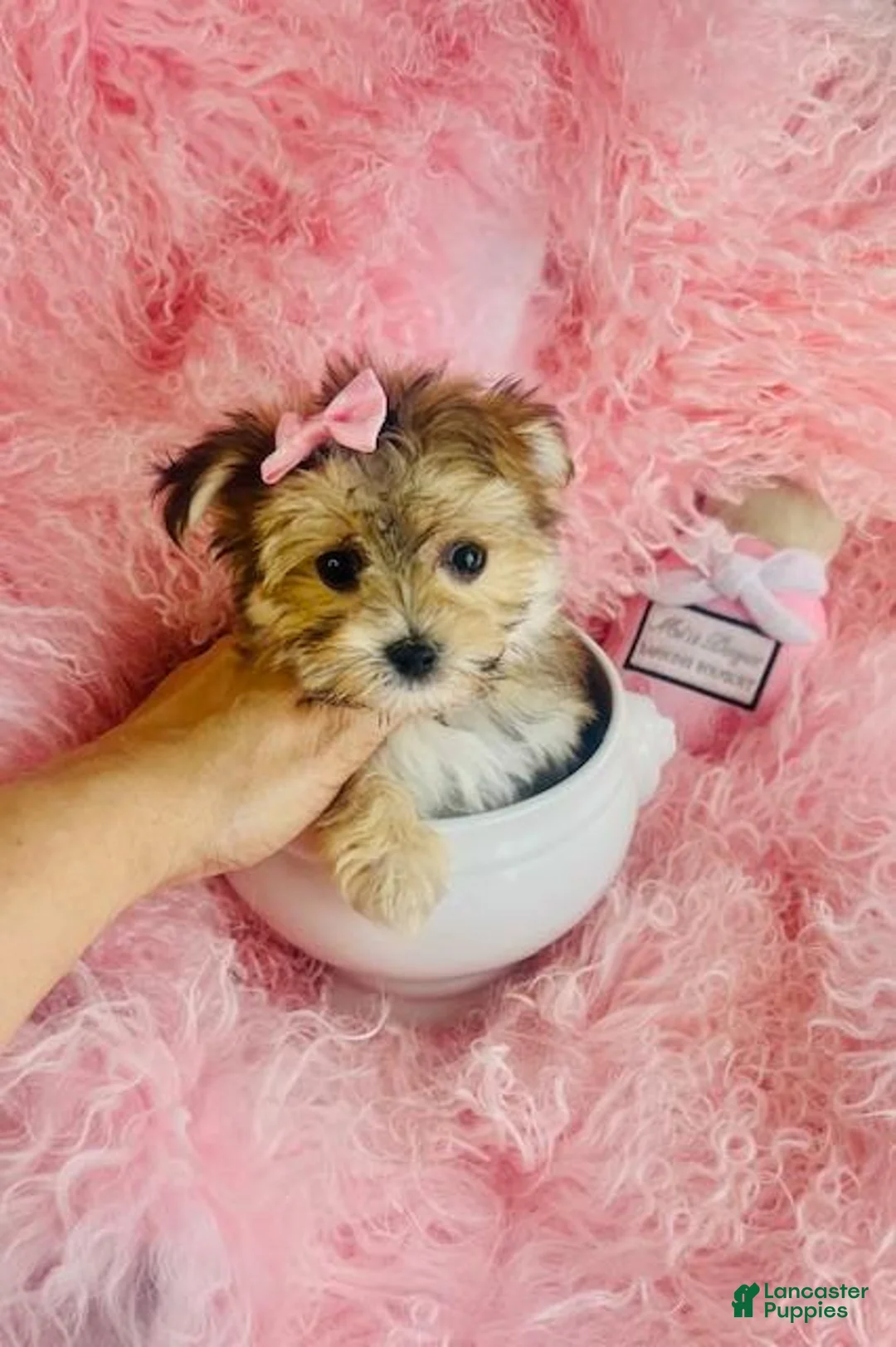 Morkie dogs for sale: Morkie 1 - Ad 4