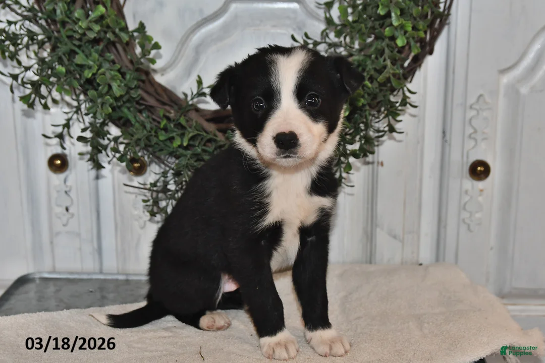 Mixed Breed dogs for sale: Claude - Ad 1